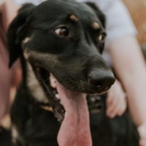 Meet your Posher, Sydney